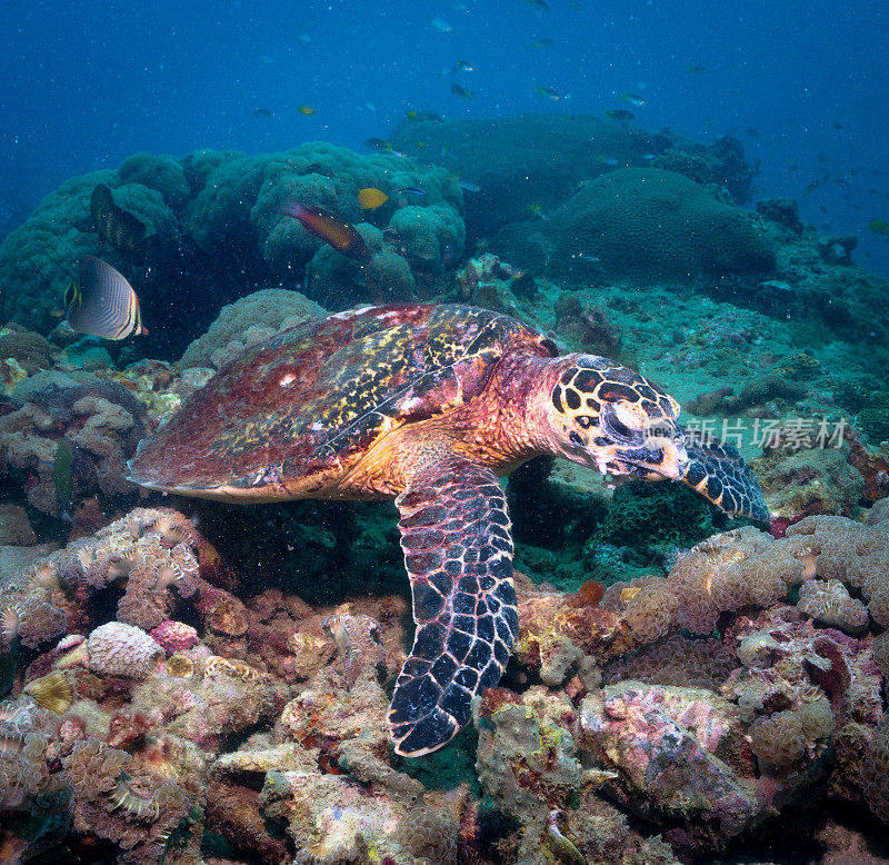 动物行为:极度濒危物种玳瑁海龟(Eretmochelys imbricata)